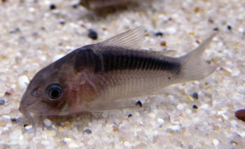 Image of Rust corydoras