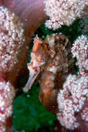 Image of seahorses