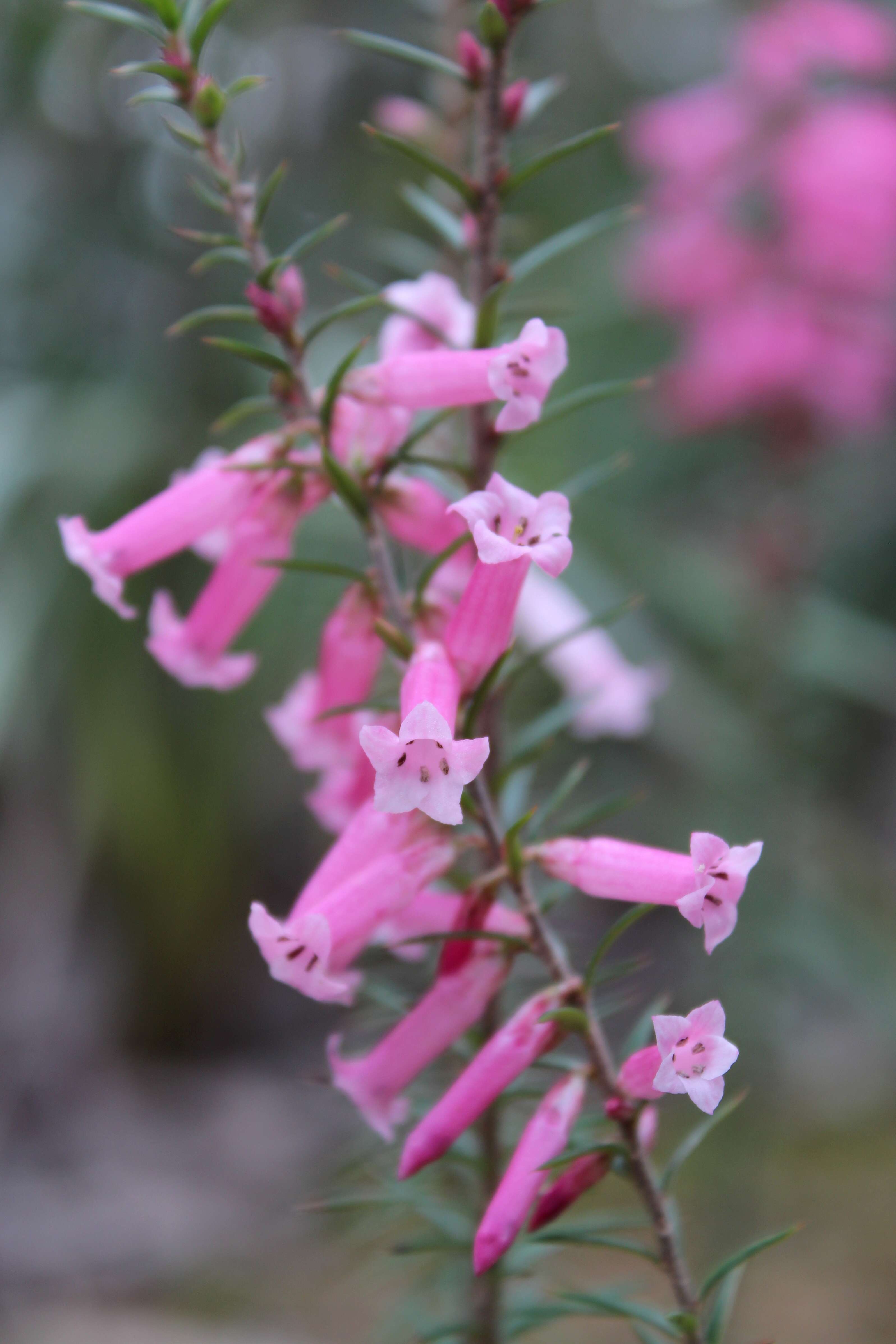 Plancia ëd Epacris impressa Labill.