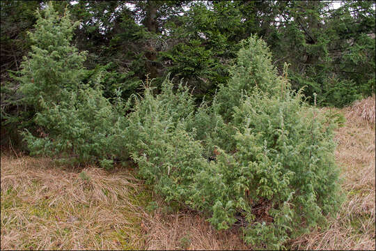 Image of common juniper