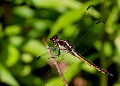 Libellula Linnaeus 1758 resmi