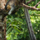 Image of Cream-coloured giant squirrel