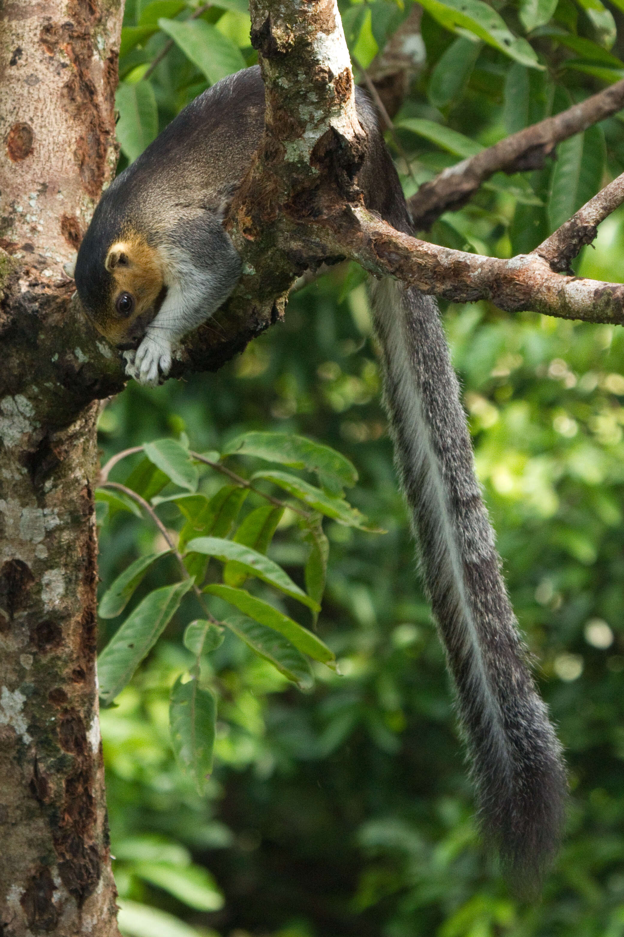 Image of Cream-coloured giant squirrel