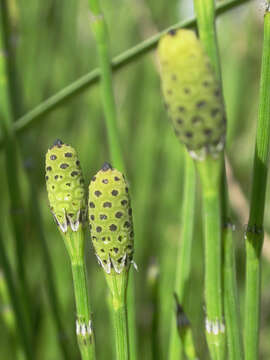 Image of Southern Giant Horsetail