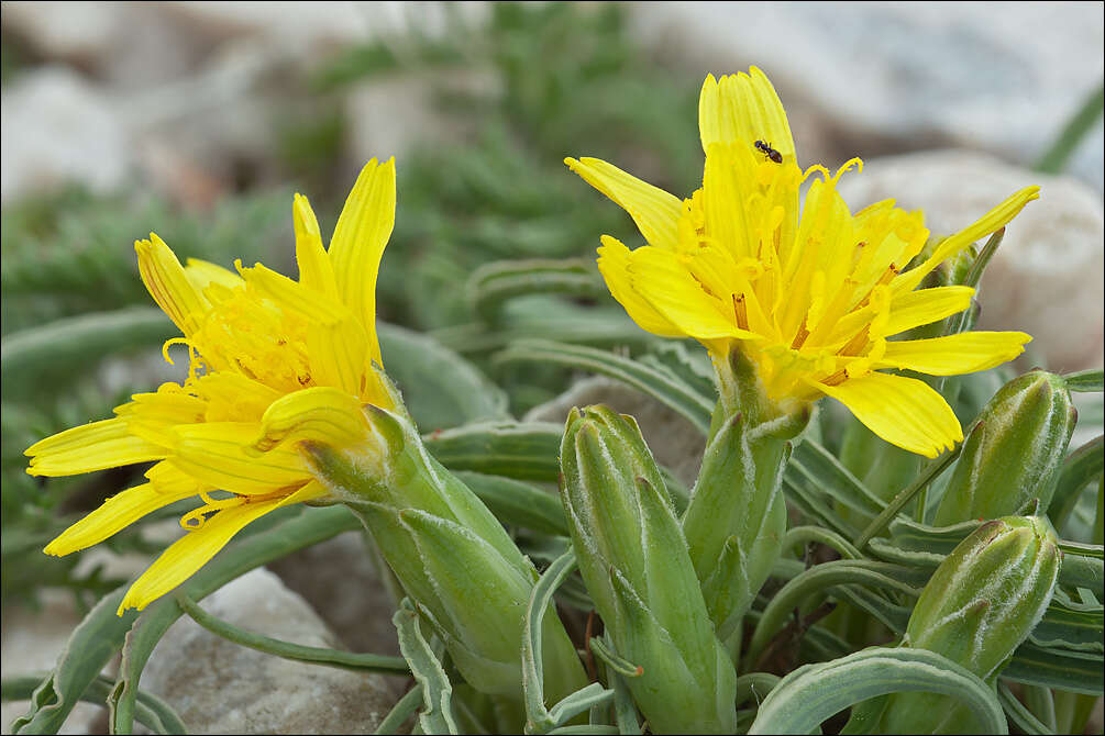 صورة Scorzonera austriaca Willd.