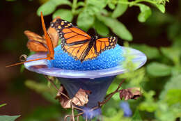 Image of Monarch Butterfly