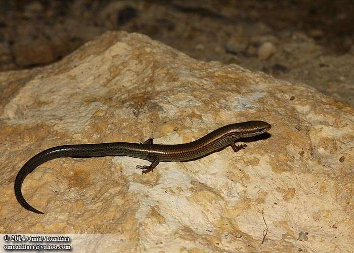 Image of Asian snake-eyed skink