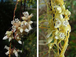 Image of Cuscuta chilensis Ker-Gawl.