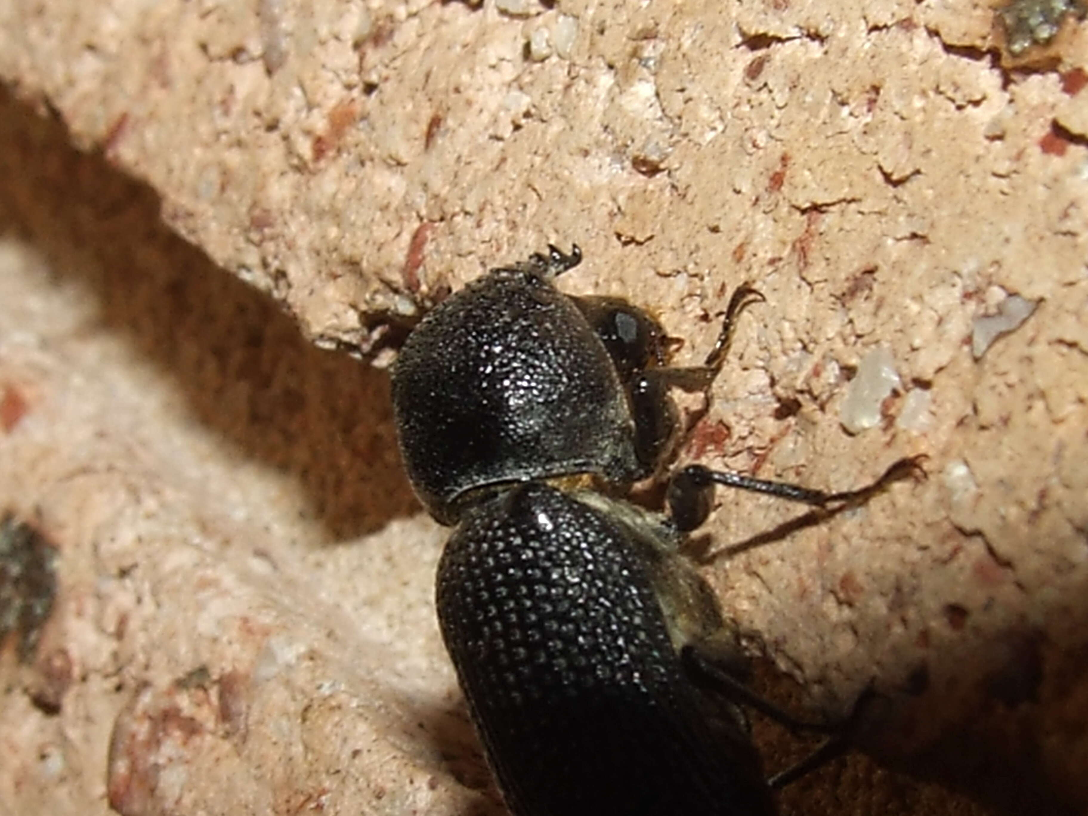 Image of horned powderpost beetles