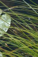 Image of fibrous tussock-sedge