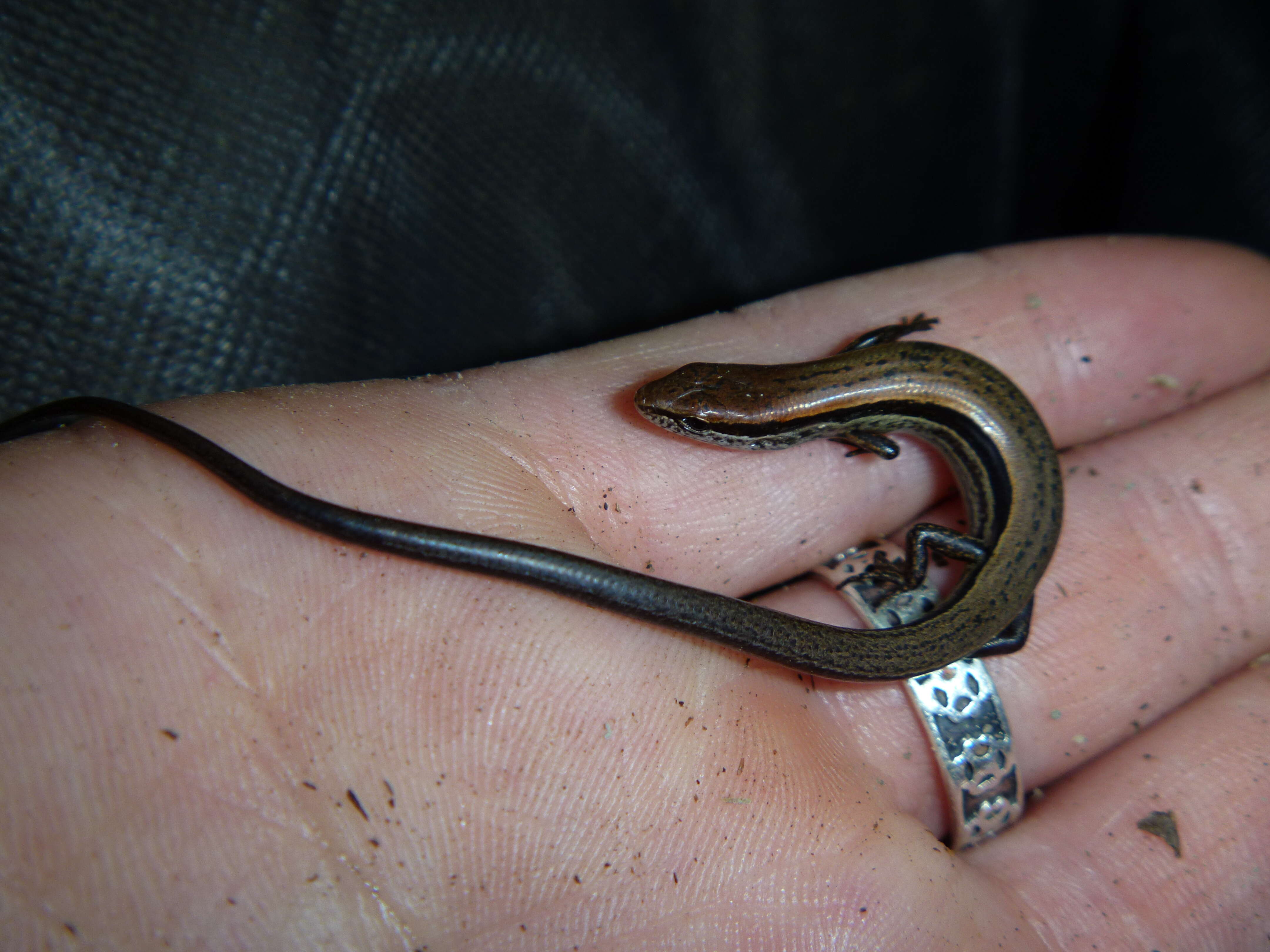 Image of Ground Skinks