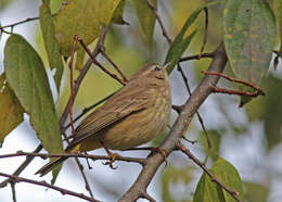 Image de Paruline à couronne rousse