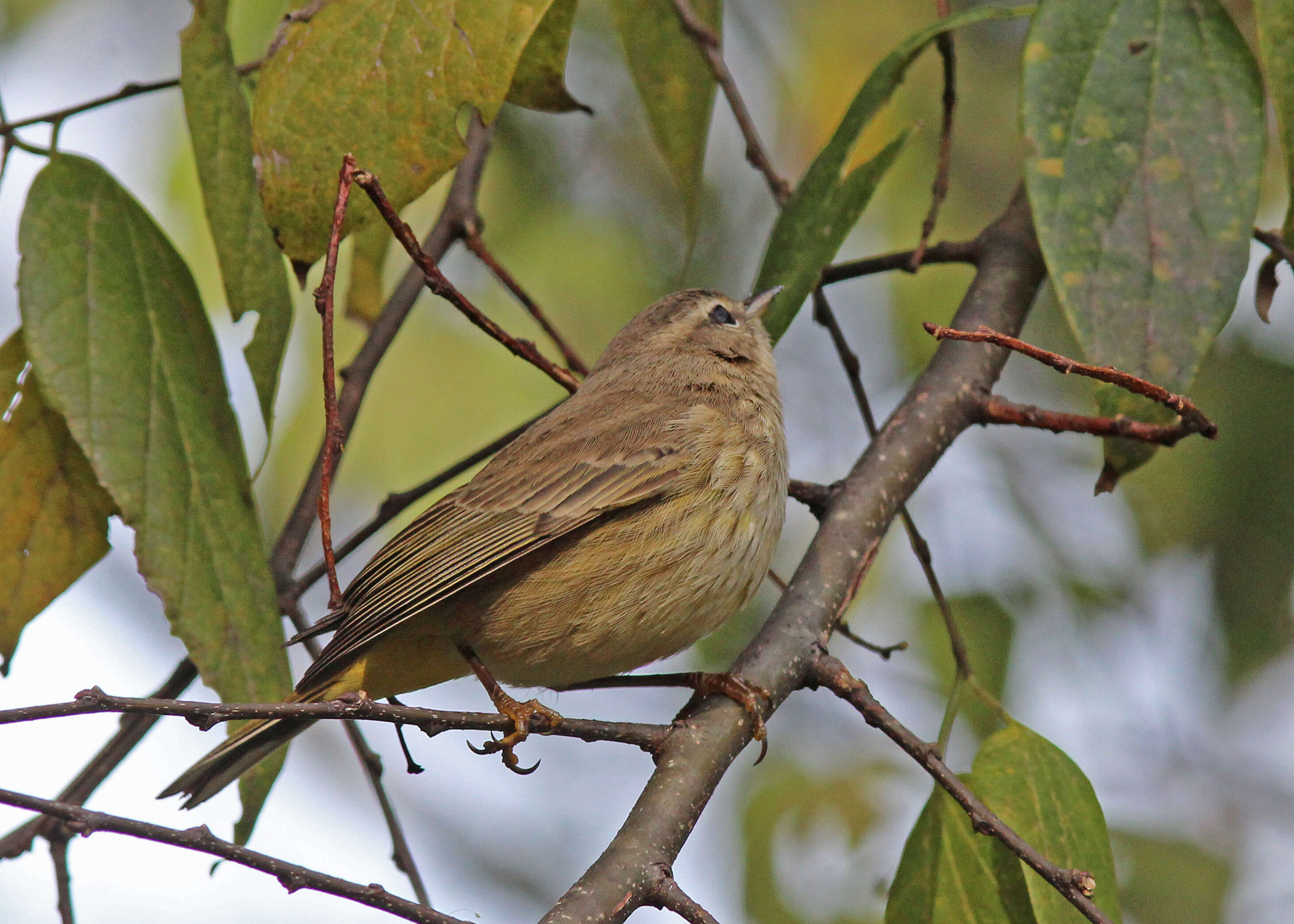 Image de Paruline à couronne rousse