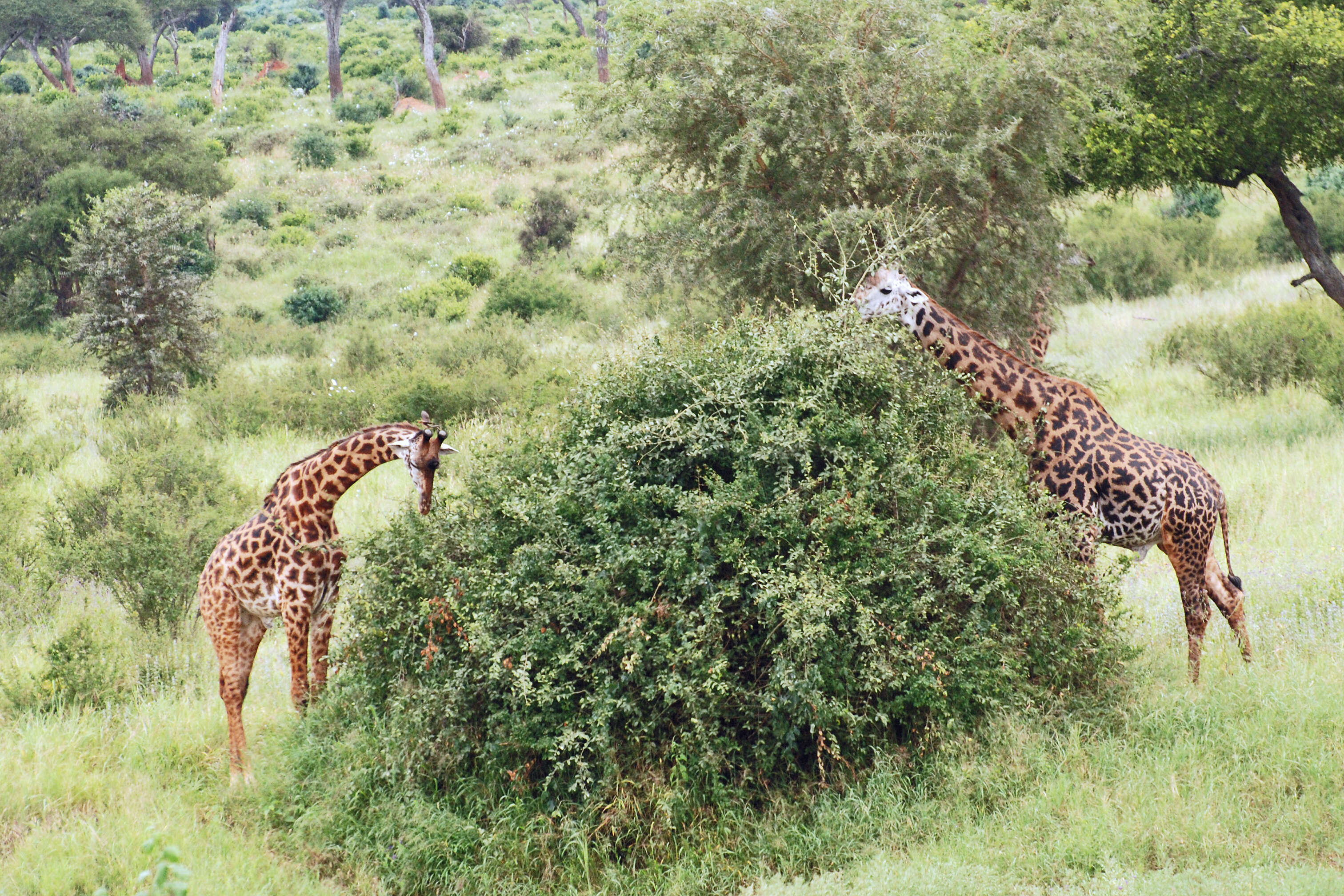 Image of Giraffes