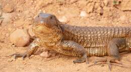 Image of Paraguay Caiman Lizard