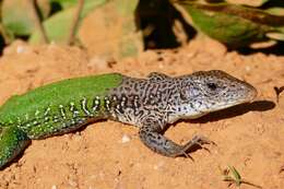 Image of Amazon Racerunner