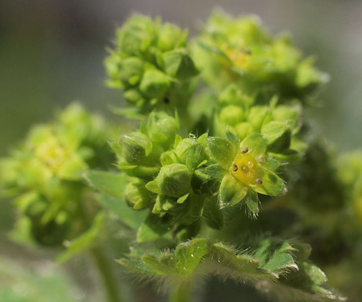 صورة Alchemilla glaucescens Wallr.