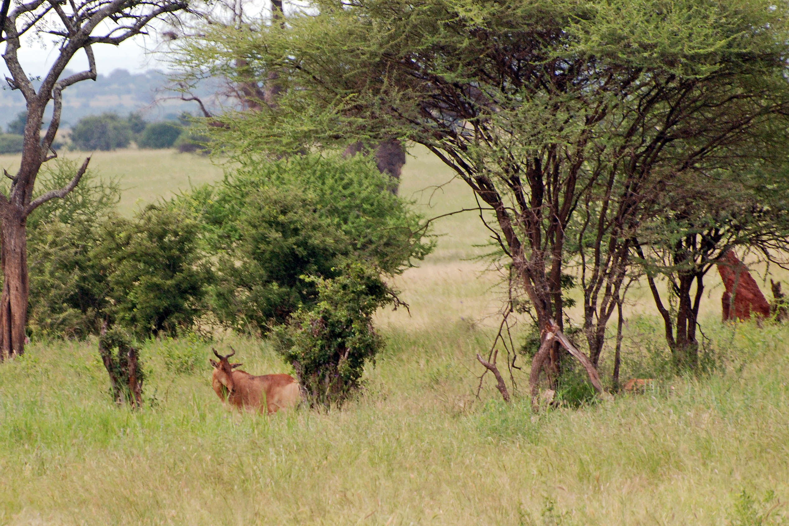 Image of Hartebeest