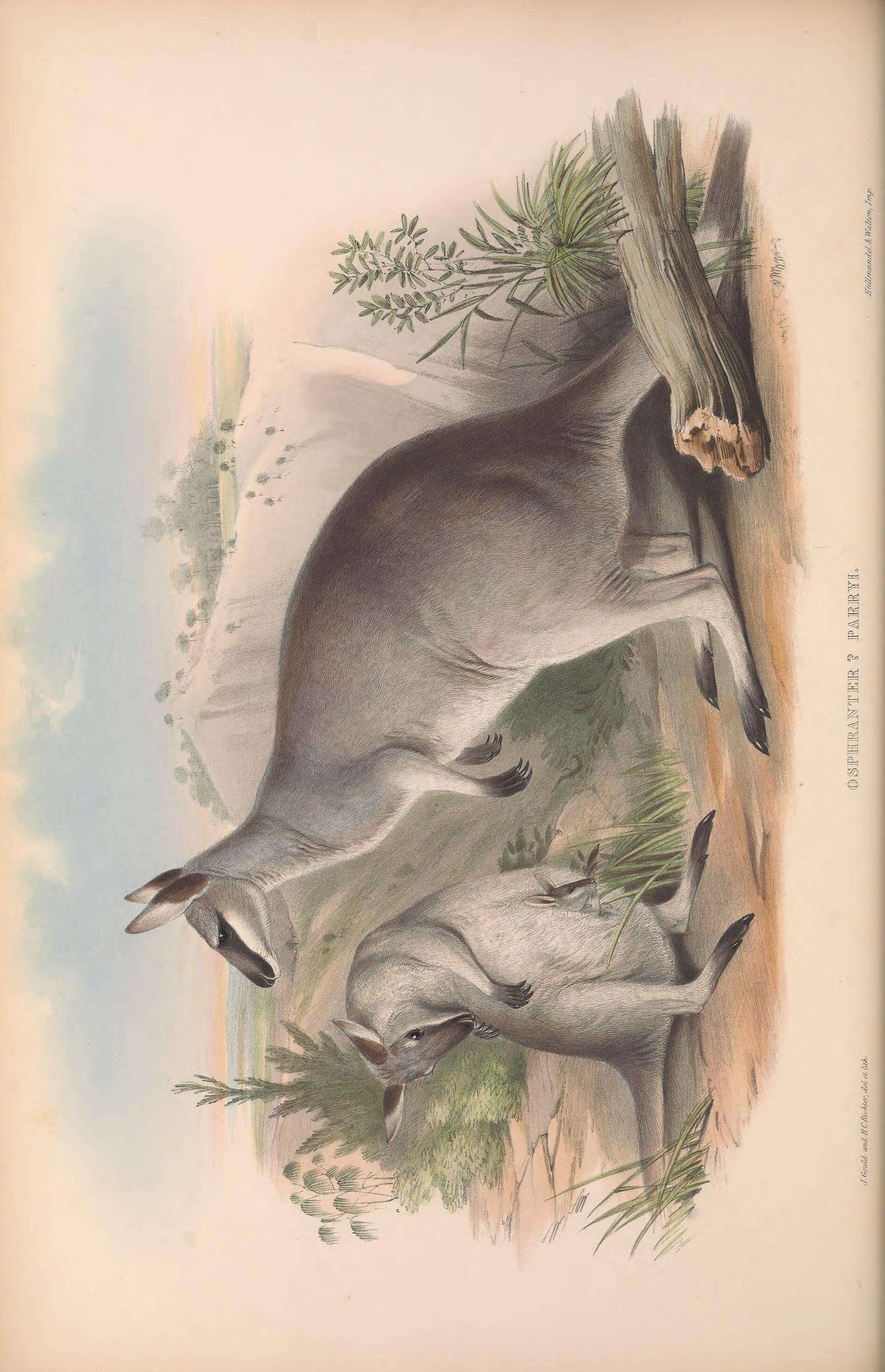 Image of wallaby