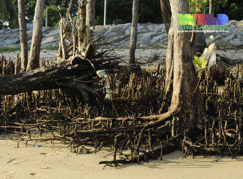 Image of Mangrove apple