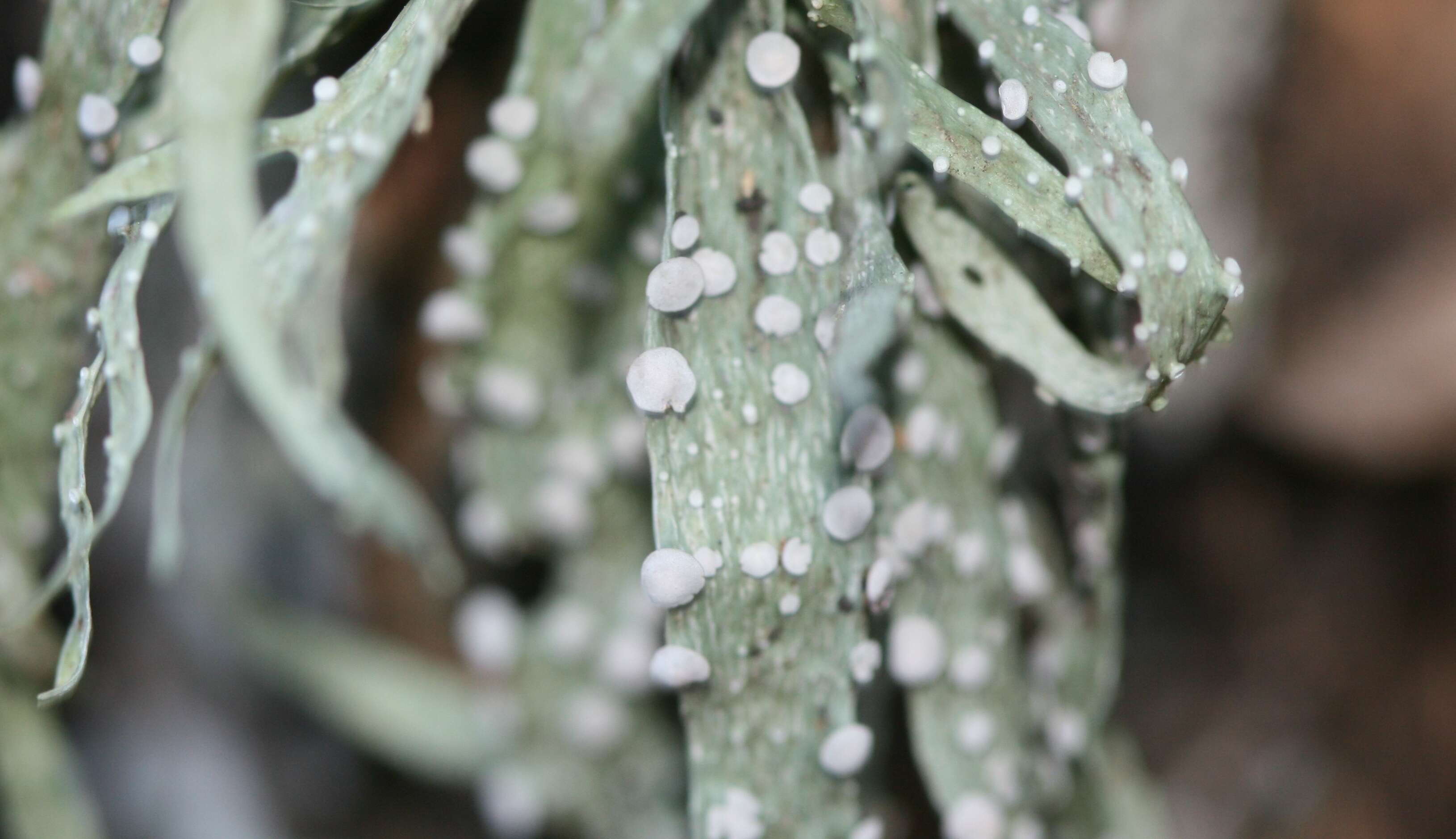 Image of cartilage lichen