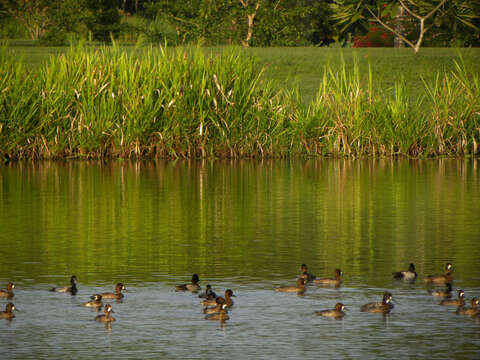 Image of Lesser Scaup