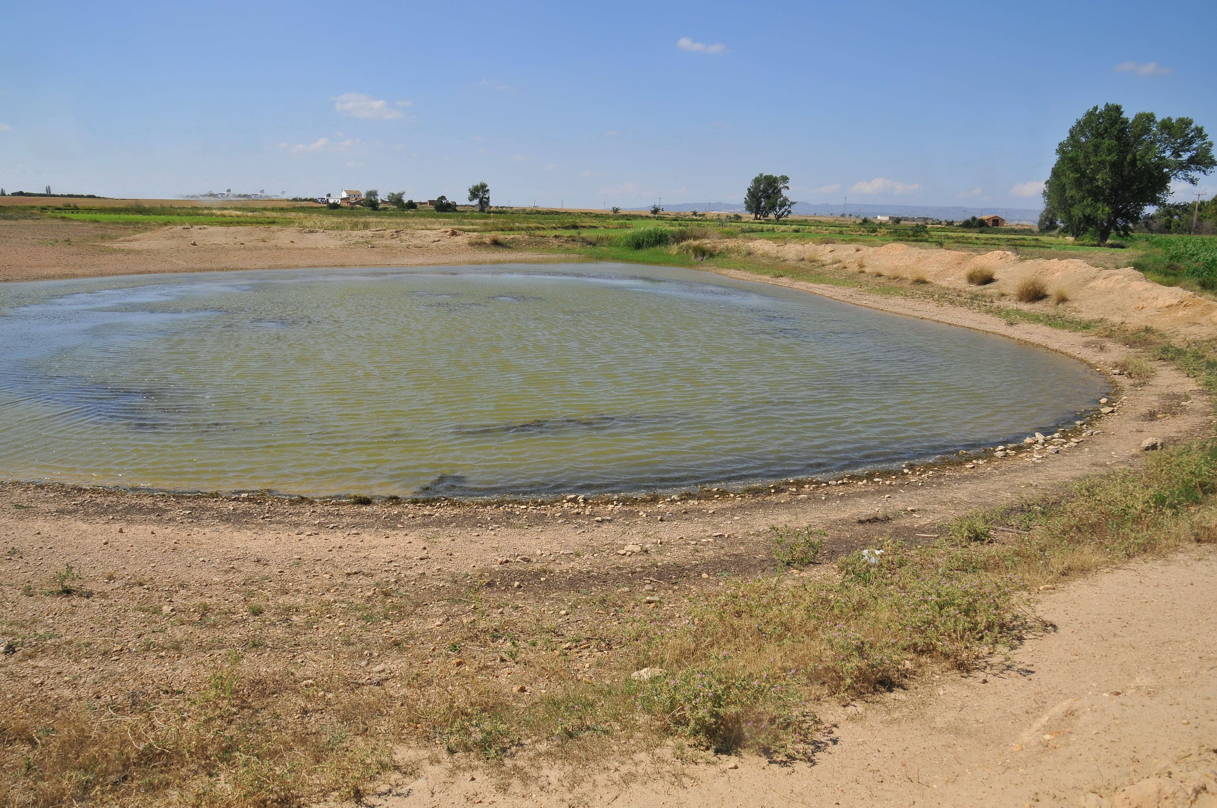 Image of pondweed