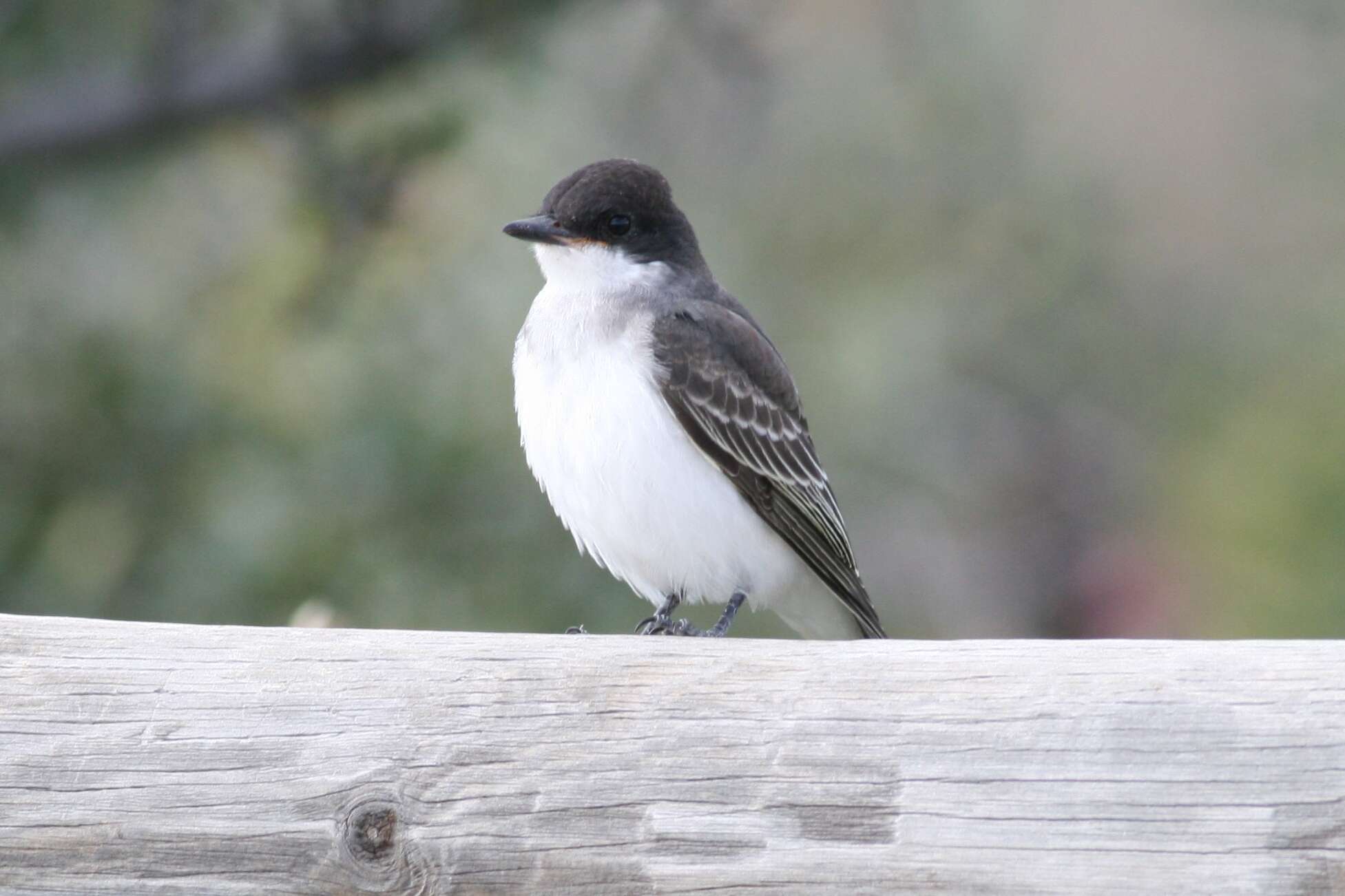 Image of Kingbird