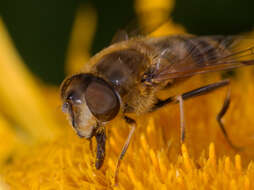 Image of Eristalis