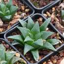 Haworthia retusa var. nigra (M. B. Bayer) M. B. Bayer resmi