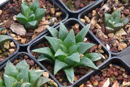 Слика од Haworthia retusa var. nigra (M. B. Bayer) M. B. Bayer