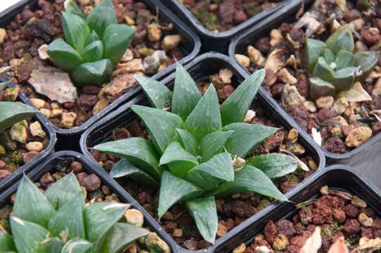 Image of Haworthia retusa var. nigra (M. B. Bayer) M. B. Bayer