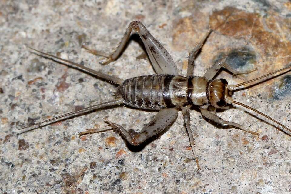 Image of Orthoptera