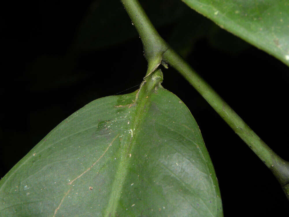 Image of Heteropsis