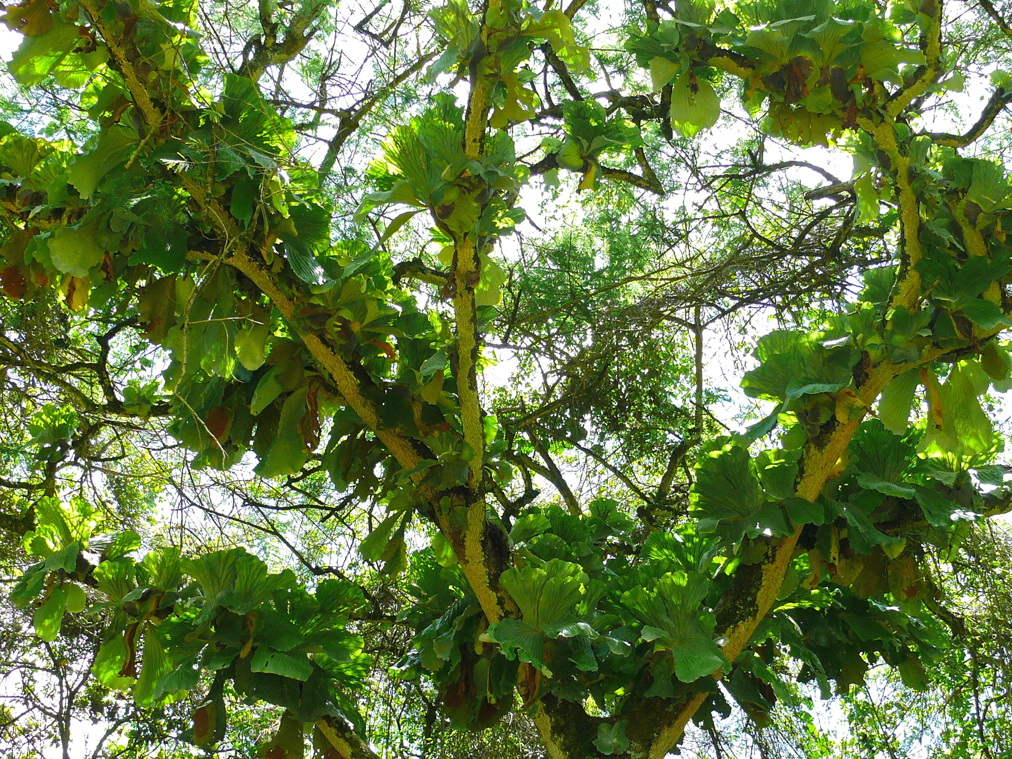 Image of staghorn