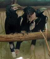 Image of Silvery-cheeked Hornbill