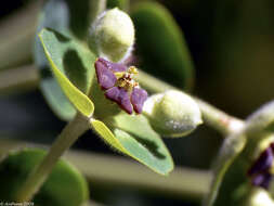 Image of Albanian spurge