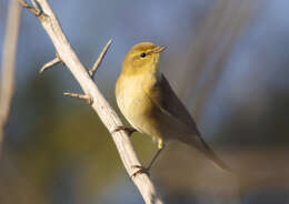 Image of Phylloscopidae