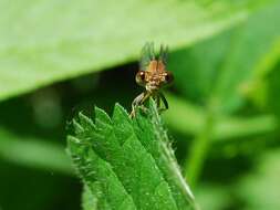 Image of Blue-fronted Dancer