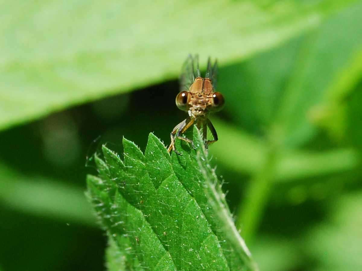 Image of Blue-fronted Dancer