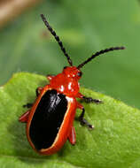 Image of Passionflower Flea Beetle