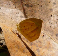 Image of Eurema