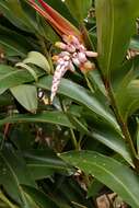 Image of Alpinia