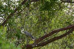 Image of Ardea Linnaeus 1758