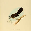 Image of White-browed Fantail