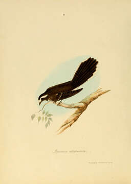 Image of White-browed Fantail