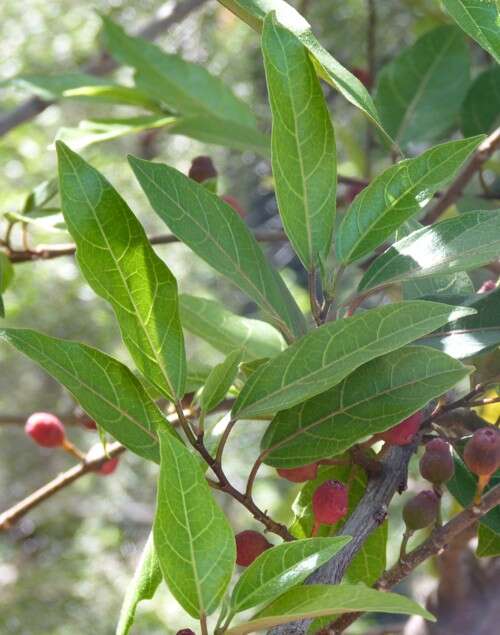 Image of Ficus fraseri Miq.