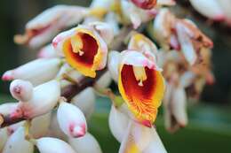 Image of Alpinia