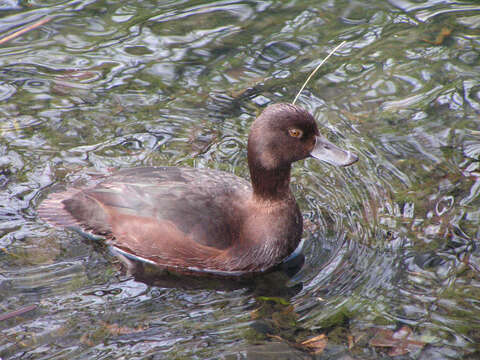 Image of New Zealand Scaup