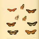Image of Eresia casiphia Hewitson 1869
